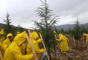 "81 İLDE 81 AK ORMAN "